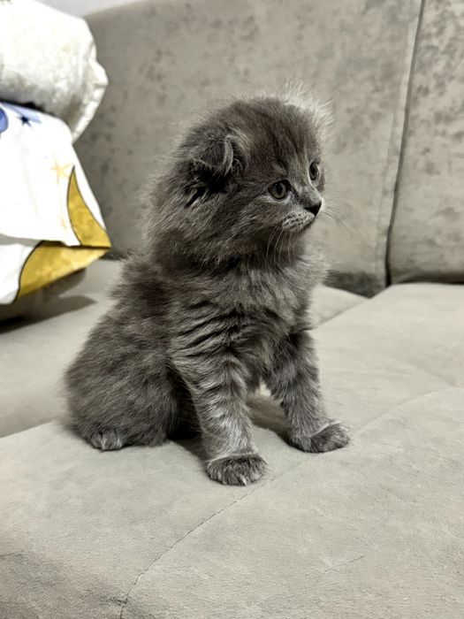 Вислоухий котенёк, серого дымчатого окраса