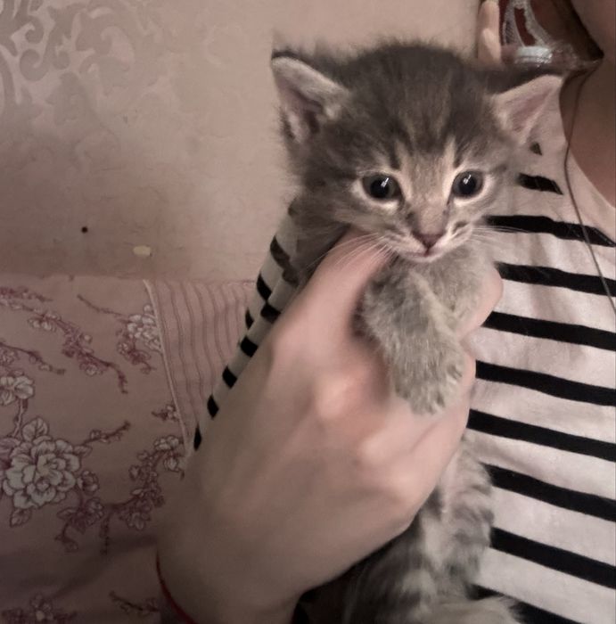 котята очень красивые