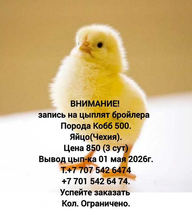 Цыплята бройлера Кобб 500