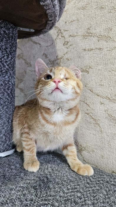 Отдам котика,  в добрые, ответственные руки . Котик особенный,