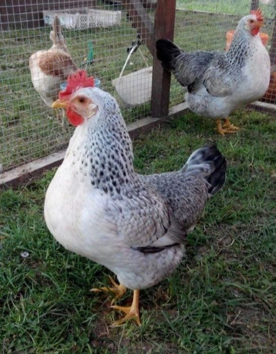 Барковский зотли товукларни жужалари