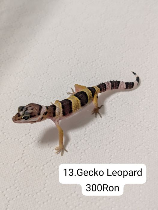 Soparla Gecko Leopard