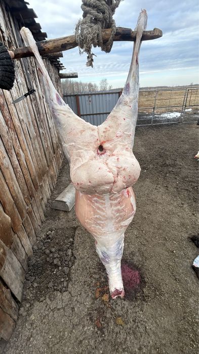 Продам мясо баранины