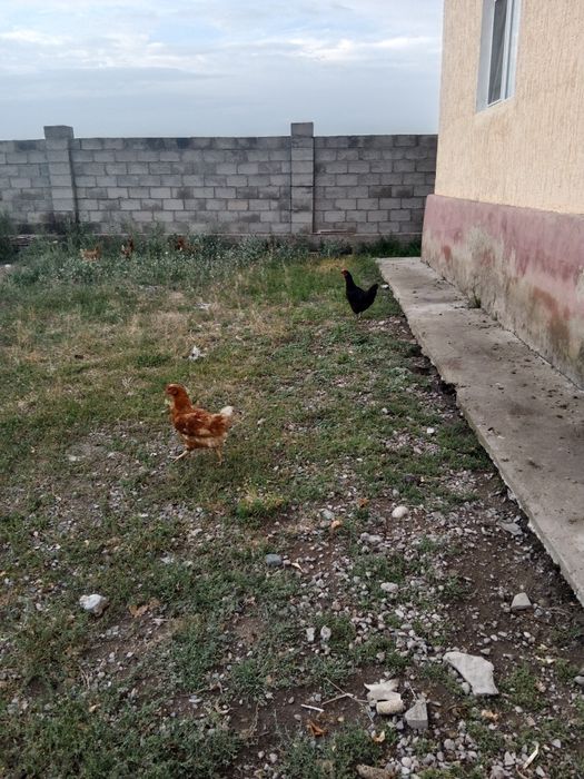 Продаю несушки, петух