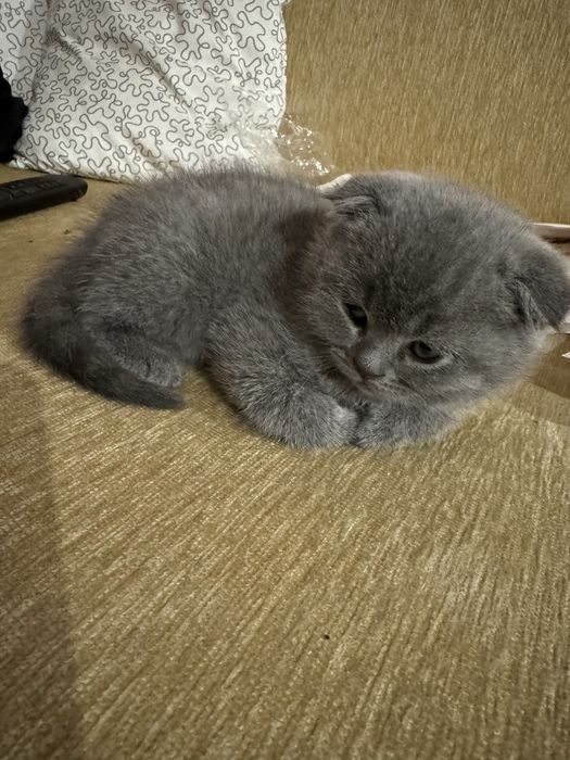 Британски сини коткенца