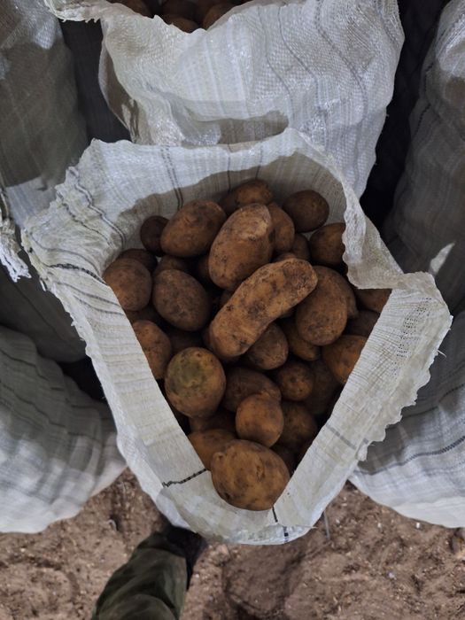 Продам Кортошку От Кх