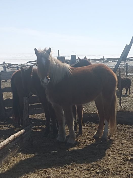 Срочно! 4 жасар байталды міңгі жуас атқа ауыстырамын Тұқымы орыс тұқым