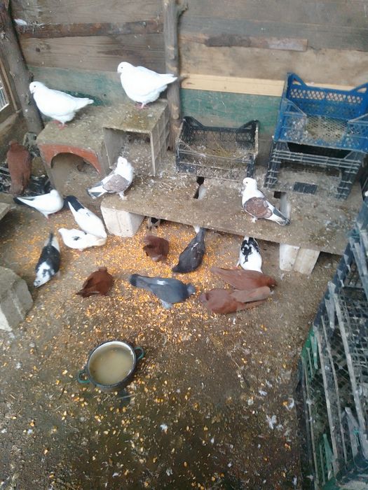 Porumbei jucători și misirlii, galateni și găini pitici de vânzare