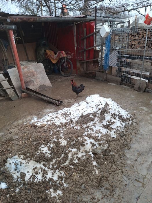 Vind cocosi frezatii 100 buc