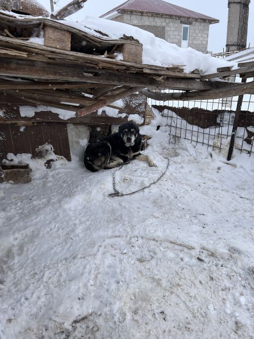 Ынтымақ ауылда 3жасар