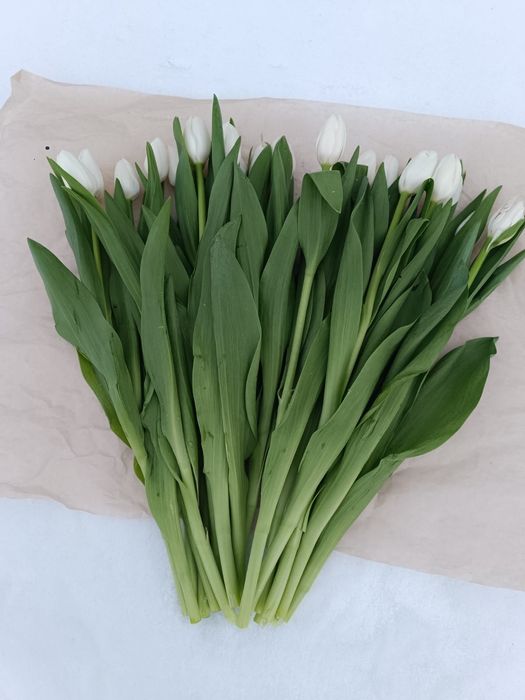 Тюльпаны в розницу от 550тг.