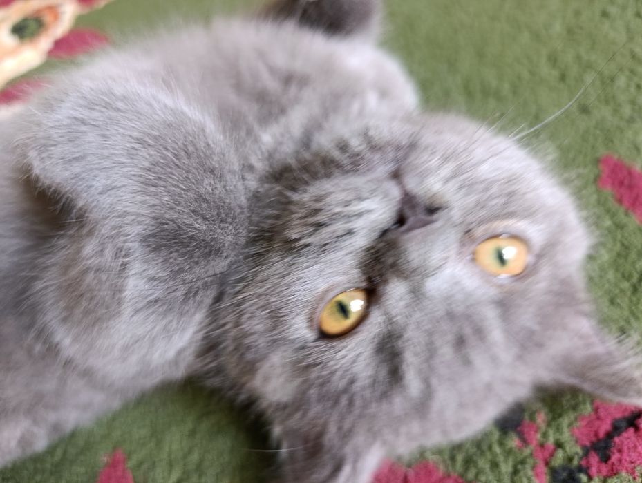 Котёнок породы британская
