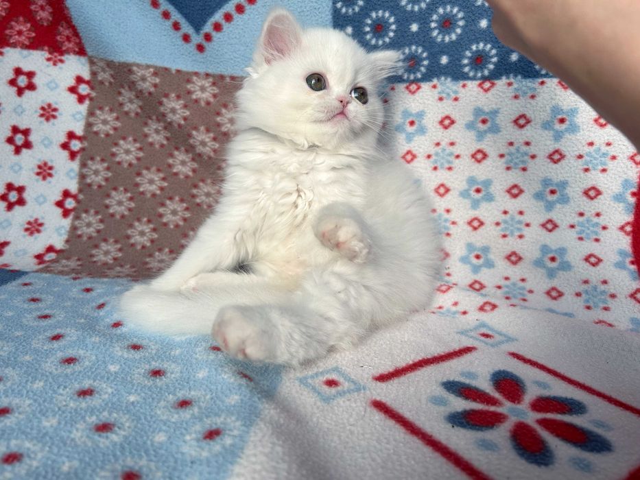 Pisicuță adorabilă Scottish Straight Longhair, cu Pedigree