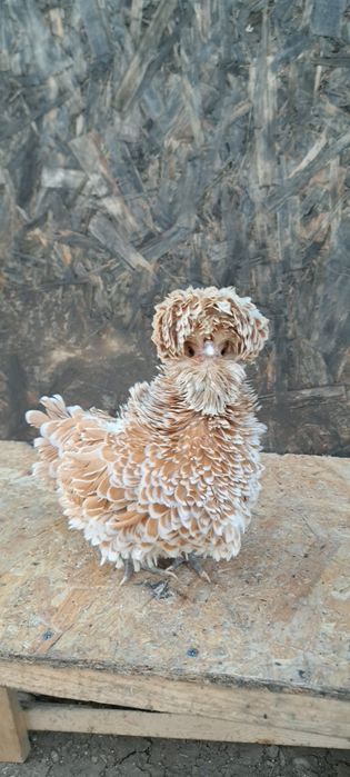 Vand oua paduana si matase