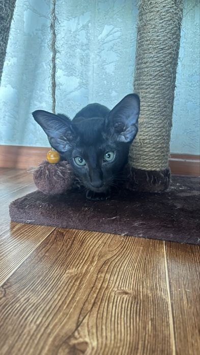 Ориентальные котята