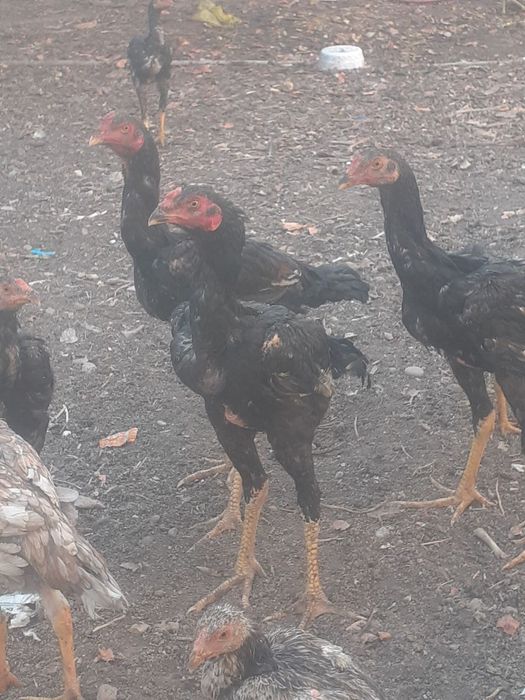 Цыплята  о шамо на Юнусобаде