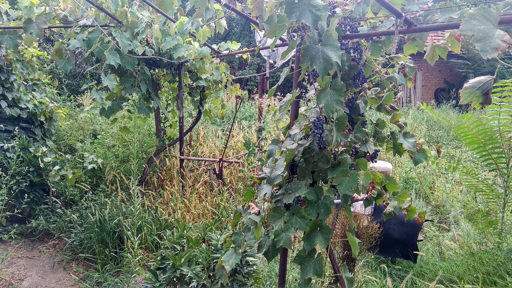 Продава се Къща в с. Громшин, Област Монтана - 150 кв.м за 99 €/кв.м - Снимка #14