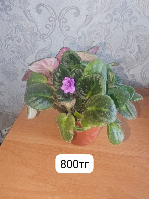 Продам комнатные цветы