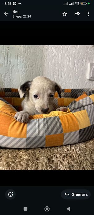 Щенки с приюта бесплатно