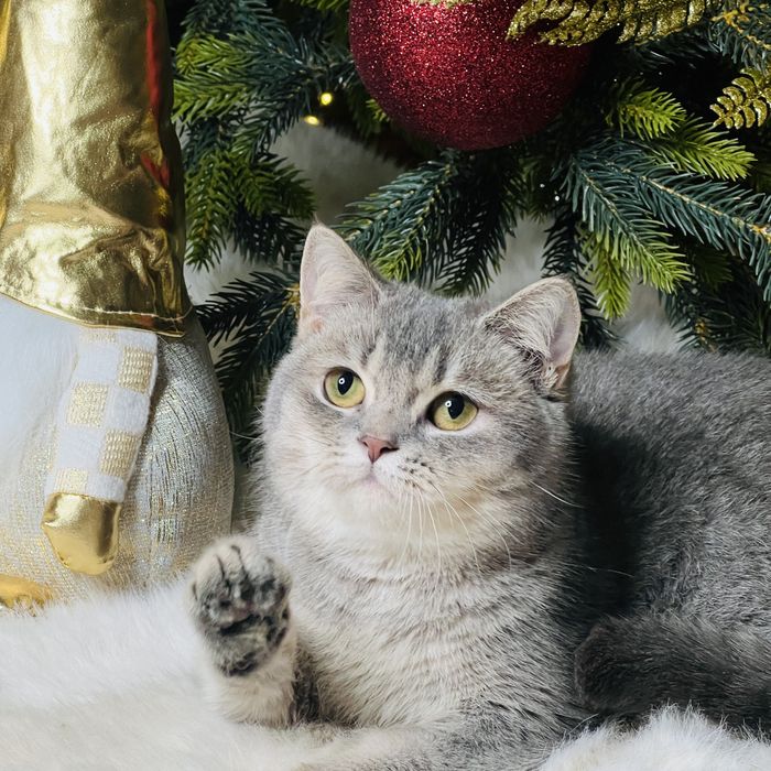 Британская девочка