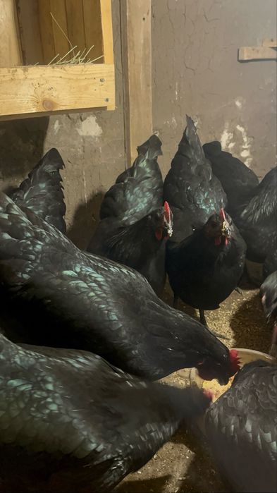 Австралорп инкуционный яйцо