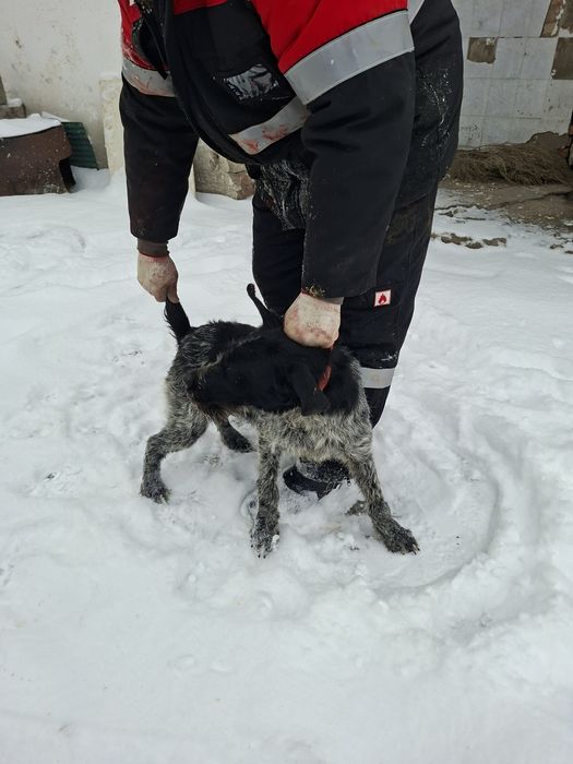 Дратхар девочка 1.5 года