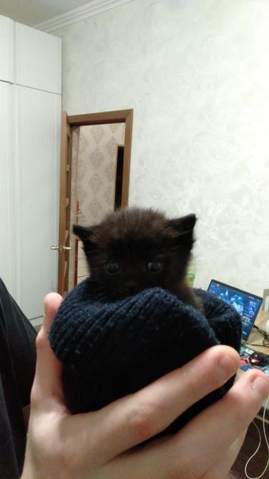 Котенок отдаем в добрые руки