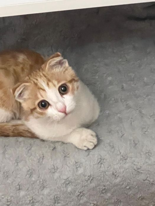 Котик активный 4 месяцев