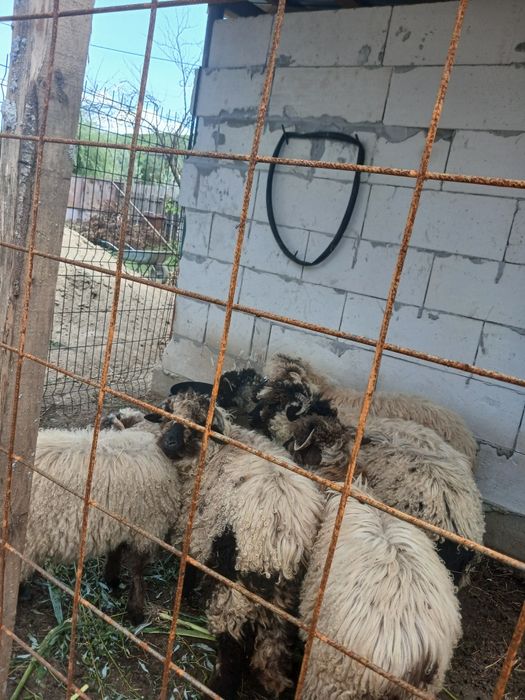 Vand 7 miei de anul asta