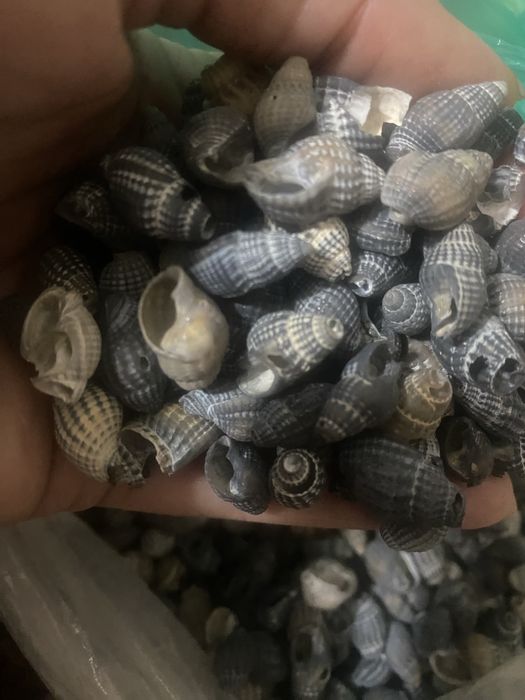 Продам ракушки с моря