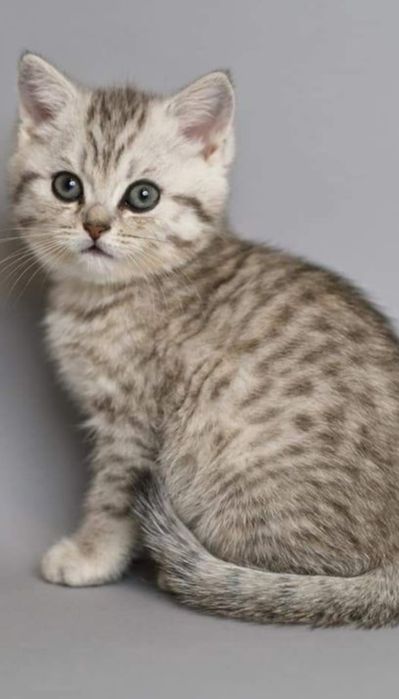British shorthair chichilla cu pedigree