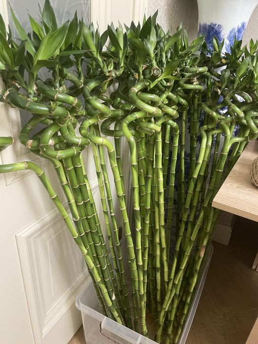 Бамбук денежный на воде