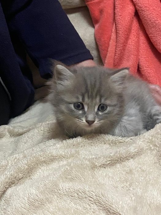 Отдам котят бесплатно