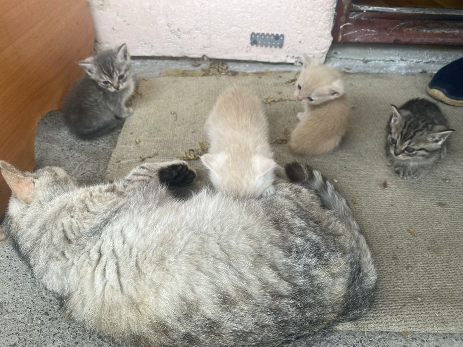 Котята в добрые руки