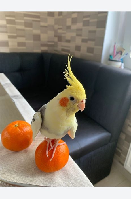 Кореллы ручные птенцы