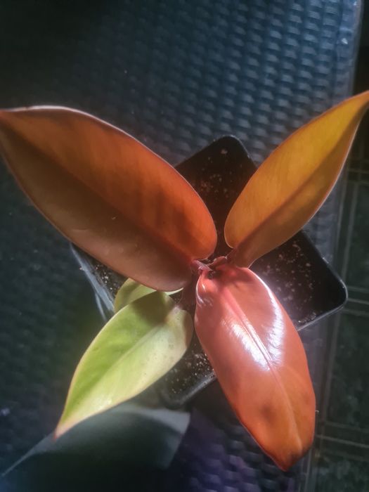 Продам  Филадендрон