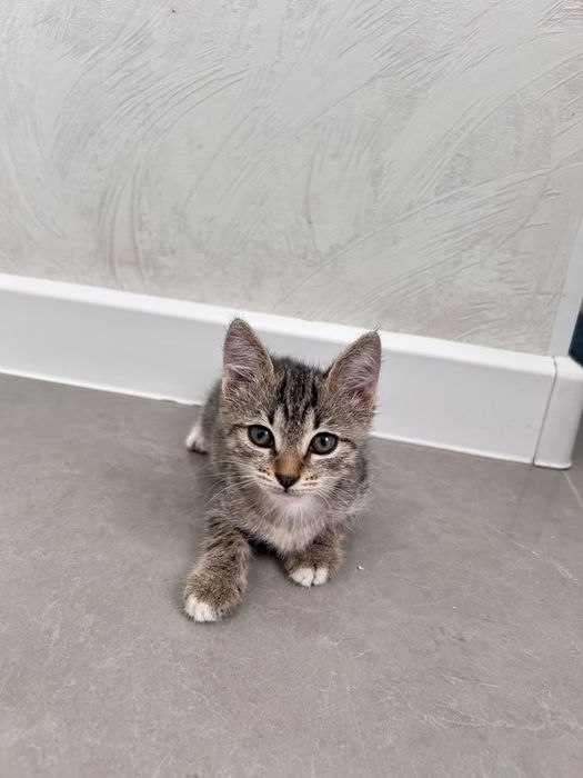 Котёнок 2 месяца