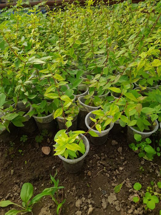 Dekorativ O'simliklar Nihollari