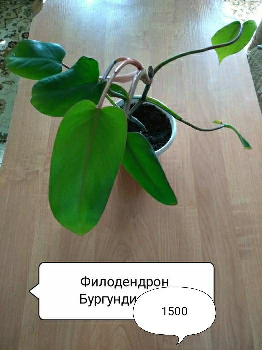 Сциндапсус, Филодендрон