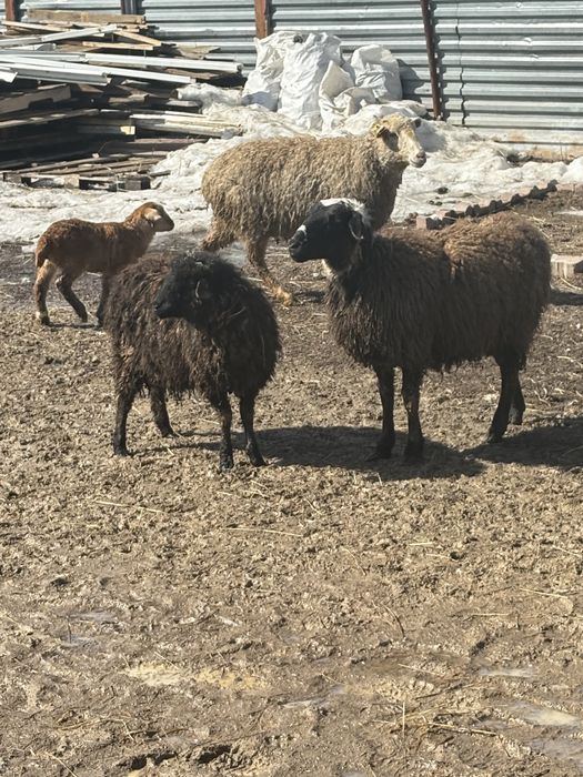 отар кой қой стада овец