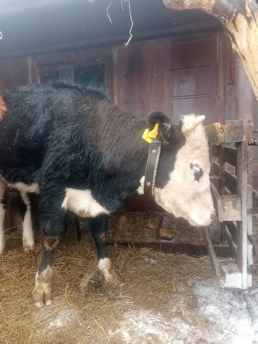 Продается первотелка,