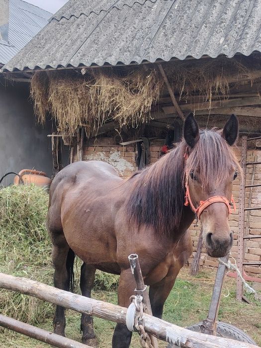Vând o mânză și un manz