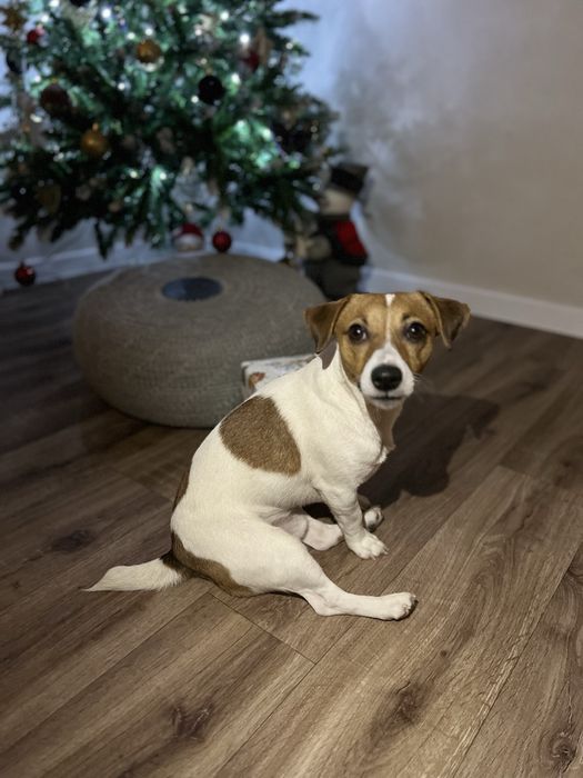 Джек рассел кабель, вязка