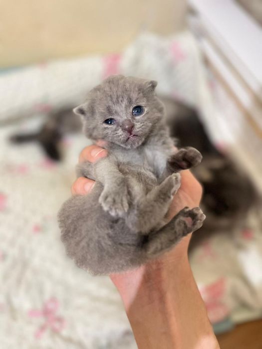 шотлански висалухий