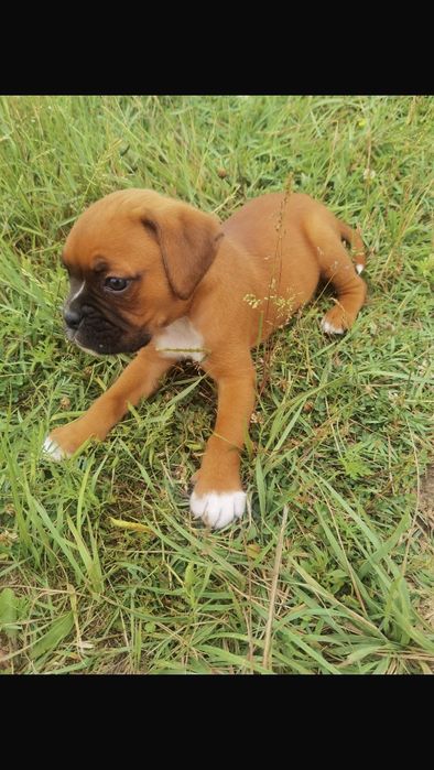 Catel Boxer German
