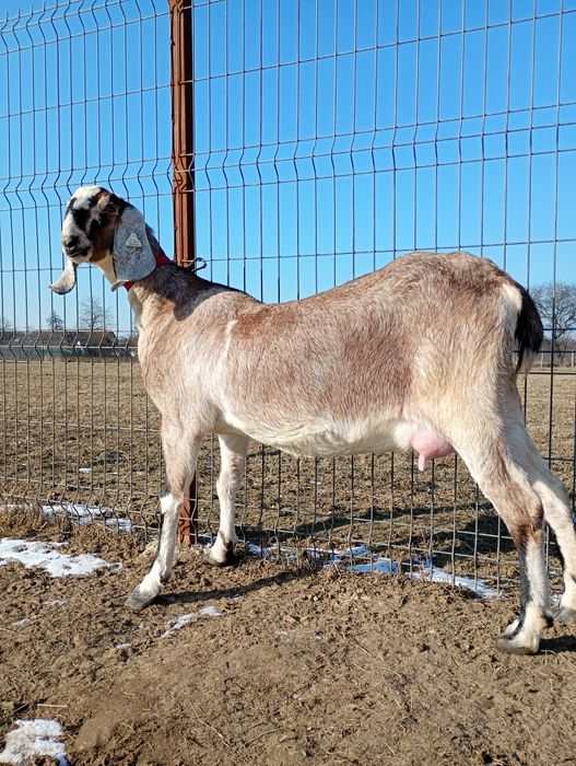 Anglonubiana cu pedigree, Linie Germania.