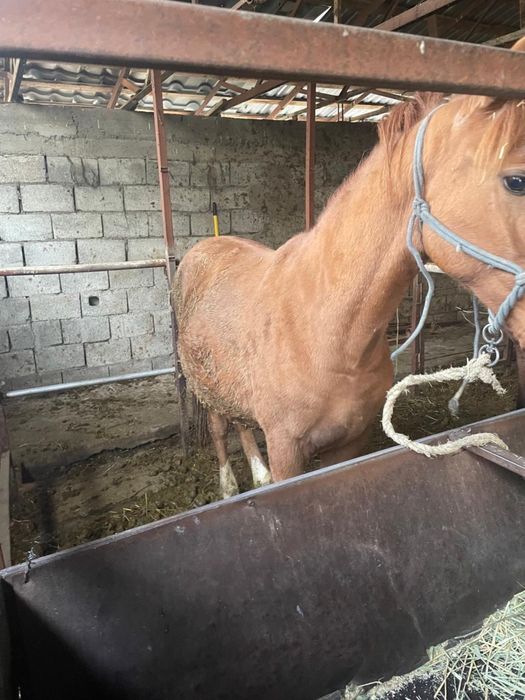 Құнан семіз / Продаётся упитанный құнан