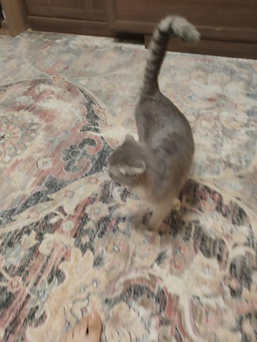 Кошка добрая милая