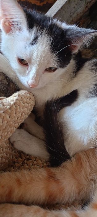 Котята: котик и  2 кошечки