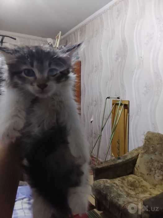 Отдам даром котят